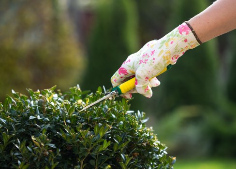 A neatly trimmed hedge in a Bow residential garden